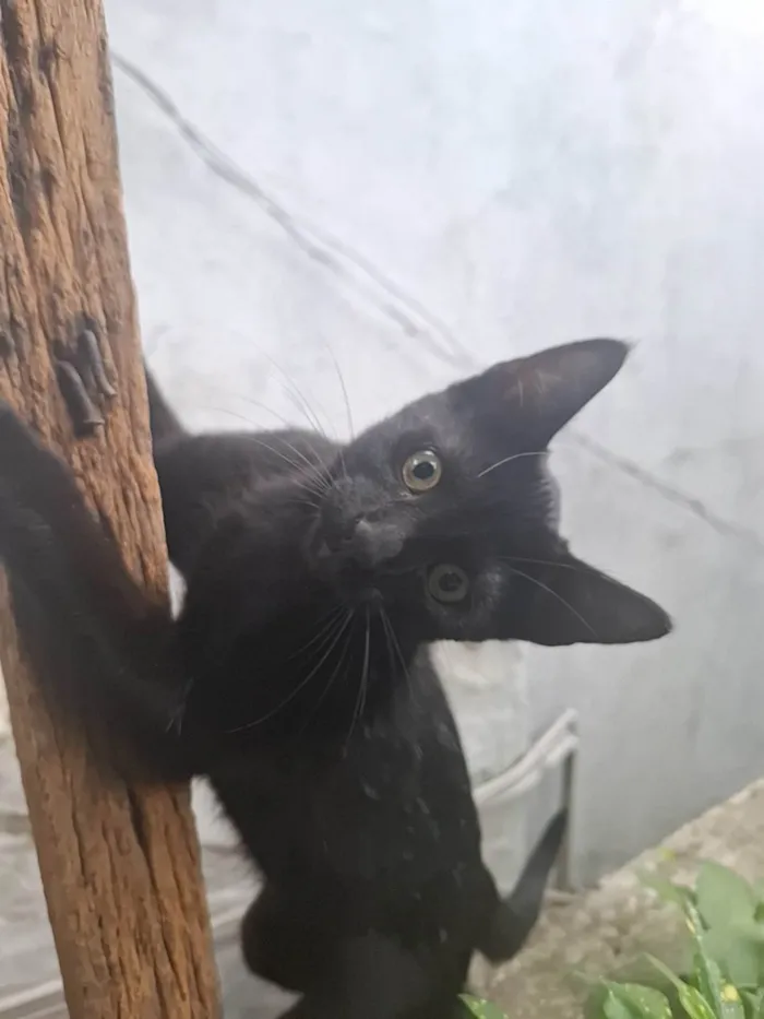 Gato ra a SRD-ViraLata idade 2 a 6 meses nome Ozzy