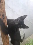 Ozzy