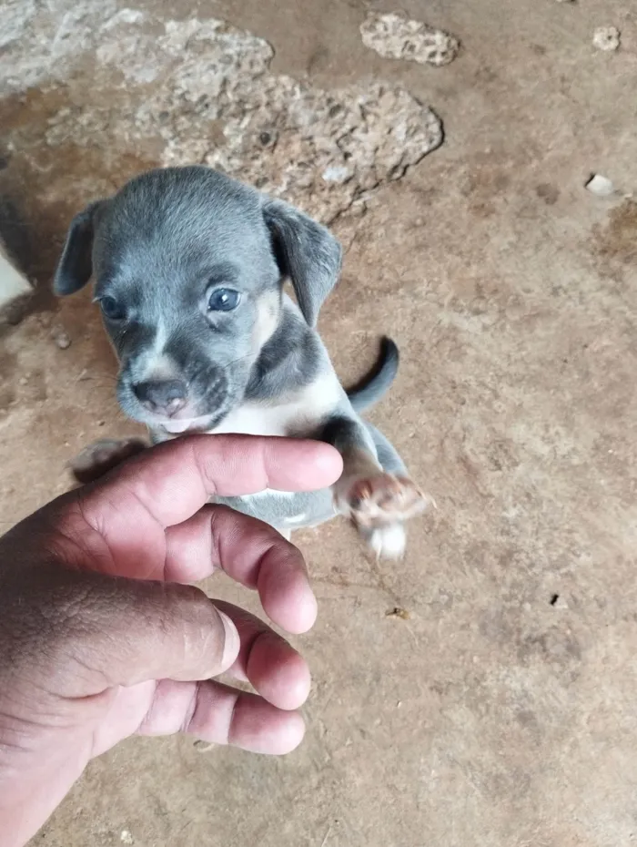 Cachorro ra a SRD-ViraLata idade 2 a 6 meses nome Sem nome