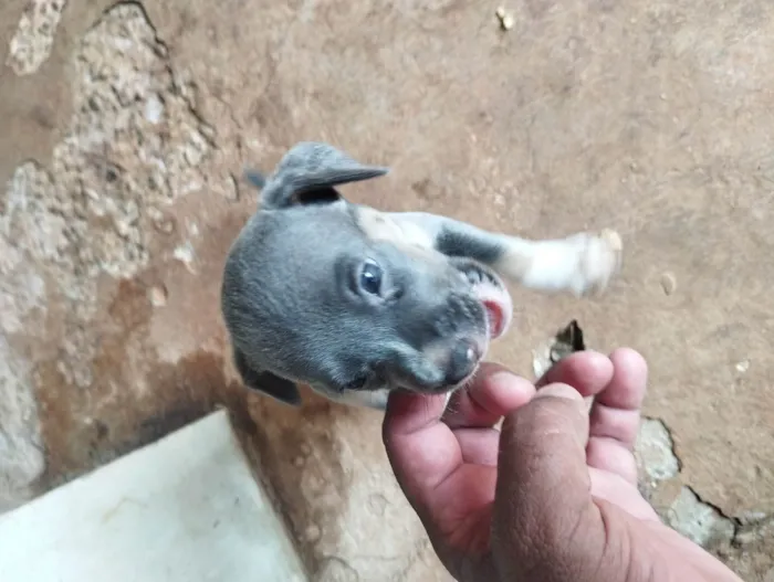 Cachorro ra a SRD-ViraLata idade 2 a 6 meses nome Sem nome