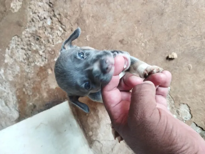 Cachorro ra a SRD-ViraLata idade 2 a 6 meses nome Sem nome