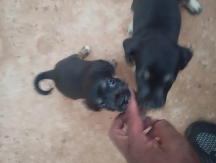 Cachorro ra a SRD-ViraLata idade 2 a 6 meses nome Sem nome