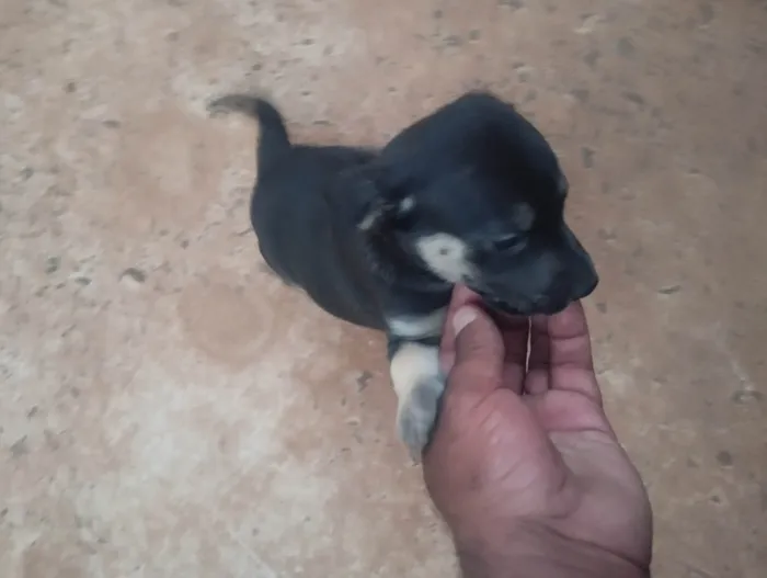 Cachorro ra a SRD-ViraLata idade 2 a 6 meses nome Sem nome