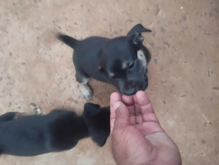 Cachorro ra a SRD-ViraLata idade 2 a 6 meses nome Sem nome