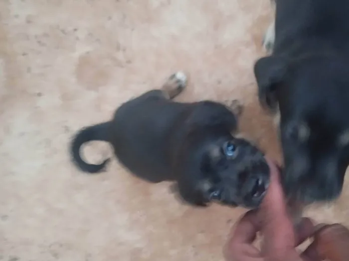 Cachorro ra a SRD-ViraLata idade 2 a 6 meses nome Sem nome