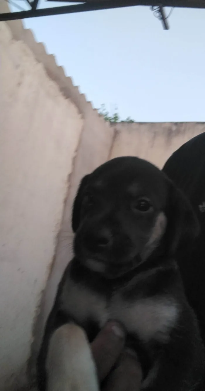 Cachorro ra a SRD-ViraLata idade 2 a 6 meses nome Sem nome