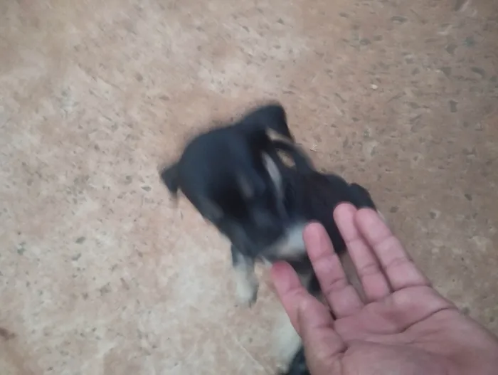 Cachorro ra a SRD-ViraLata idade 2 a 6 meses nome Sem nome