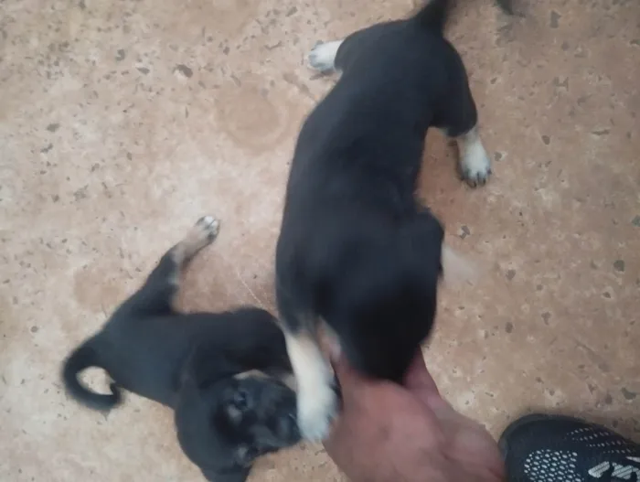 Cachorro ra a SRD-ViraLata idade 2 a 6 meses nome Sem nome