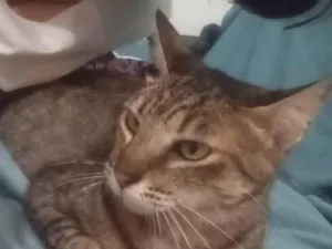 Gato raça SRD-ViraLata idade 2 anos nome Gata rajada