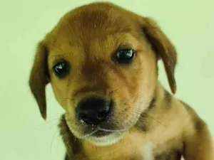 Cachorro raça SRD-ViraLata idade 2 a 6 meses nome Não tem (1)