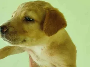 Cachorro raça SRD-ViraLata idade 2 a 6 meses nome Não tem (2)