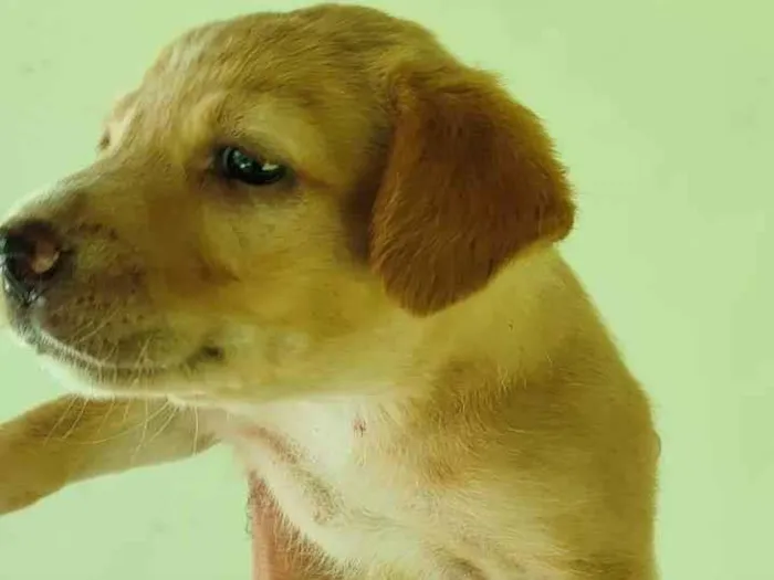Cachorro ra a SRD-ViraLata idade 2 a 6 meses nome Não tem (2)