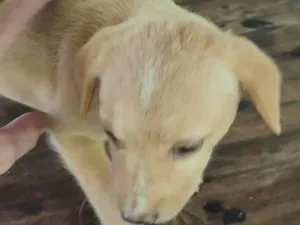 Cachorro raça SRD-ViraLata idade 2 a 6 meses nome Não tem (3)