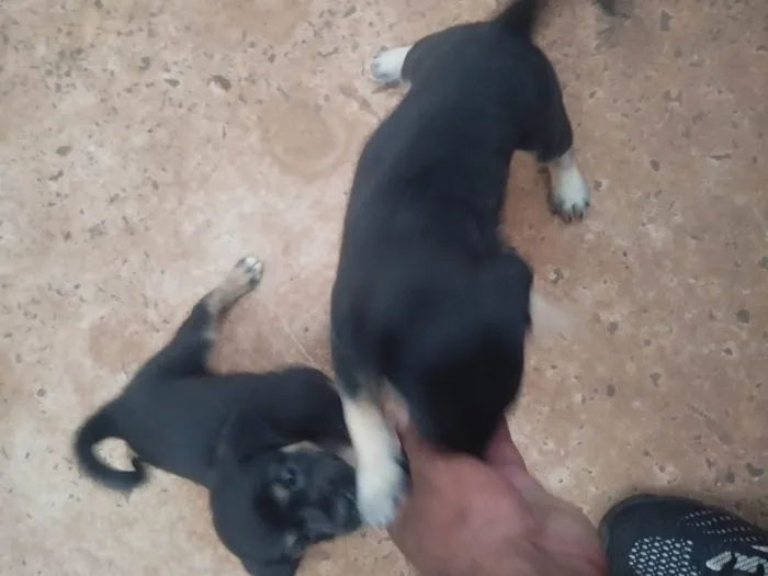 Cachorro ra a SRD-ViraLata idade 2 a 6 meses nome Sem nome
