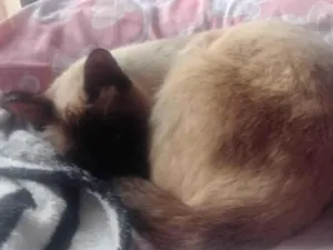 Gato raça Siamês idade 2 anos nome Gato