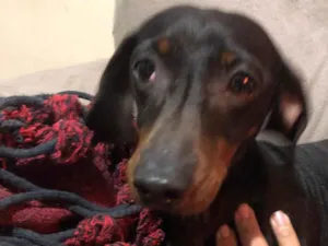 Cachorro raça Basset-Cofap idade 4 anos nome Doce