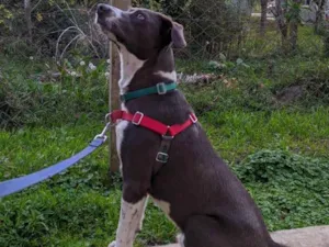 Cachorro raça SRD-ViraLata idade 3 anos nome Beach