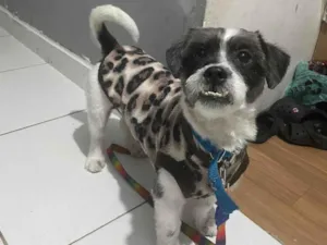 Cachorro raça Lhasa Apso idade 3 anos nome Pingo