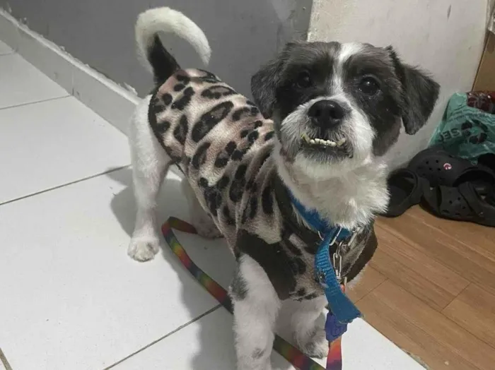 Cachorro ra a Lhasa Apso idade 3 anos nome Pingo
