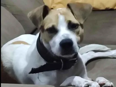 Cachorro raça SRD-ViraLata idade 2 anos nome Billy