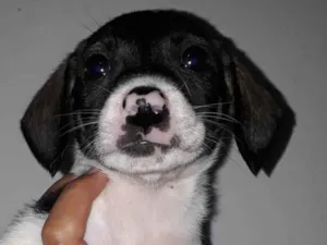 Cachorro raça SRD-ViraLata idade Abaixo de 2 meses nome Júnior