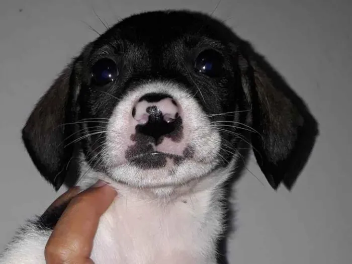Cachorro ra a SRD-ViraLata idade Abaixo de 2 meses nome Júnior