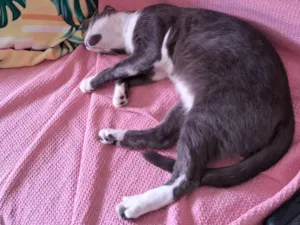 Gato raça Exótico idade 7 a 11 meses nome Afrodite Cabral  de Barros  Florêncio 