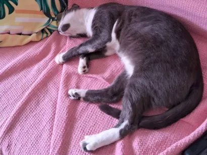 Gato raça Exótico idade 7 a 11 meses nome Afrodite Cabral  de Barros  Florêncio 