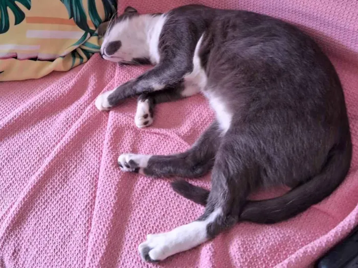 Gato ra a Exótico idade 7 a 11 meses nome Afrodite Cabral  de Barros  Florêncio 