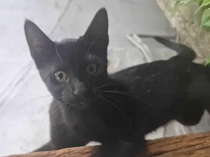 Gato raça SRD-ViraLata idade 2 a 6 meses nome Ozzy