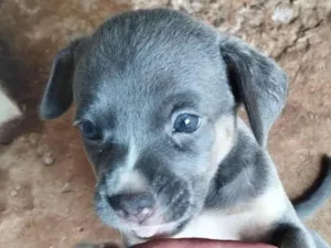 Cachorro raça SRD-ViraLata idade 2 a 6 meses nome Sem nome
