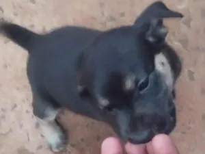 Cachorro raça SRD-ViraLata idade 2 a 6 meses nome Sem nome