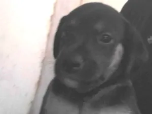 Cachorro raça SRD-ViraLata idade 2 a 6 meses nome Sem nome