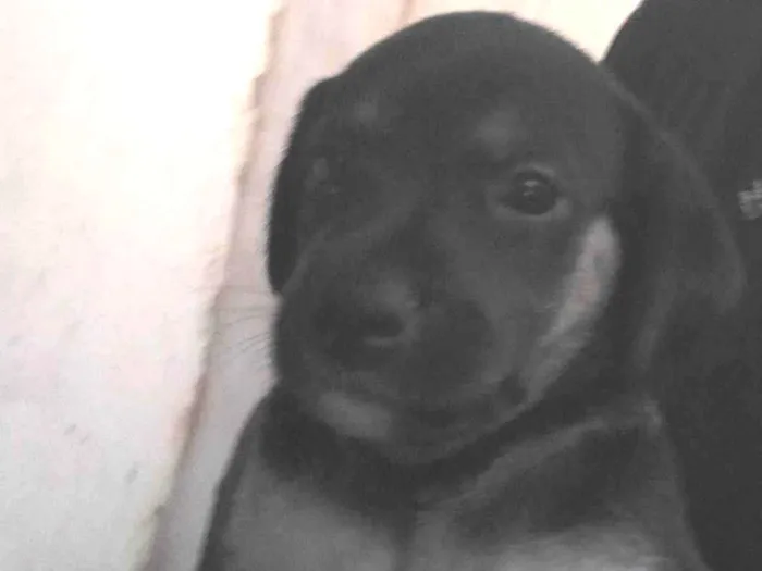 Cachorro ra a SRD-ViraLata idade 2 a 6 meses nome Sem nome