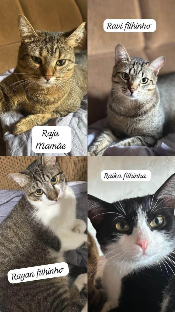 Gato ra a SRD-ViraLata idade 1 ano nome Raja, Raika, Ravi e Rayan 