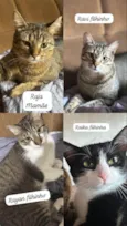 Raja, Raika, Ravi e Rayan