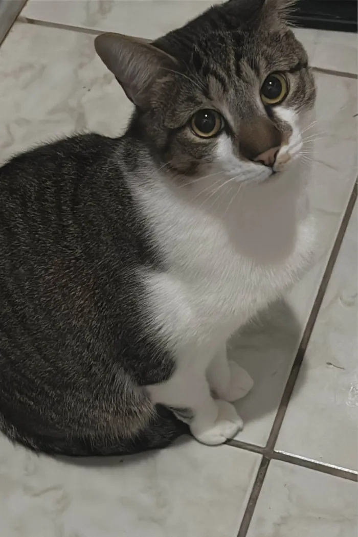 Gato ra a SRD-ViraLata idade 1 ano nome Raja, Raika, Ravi e Rayan 