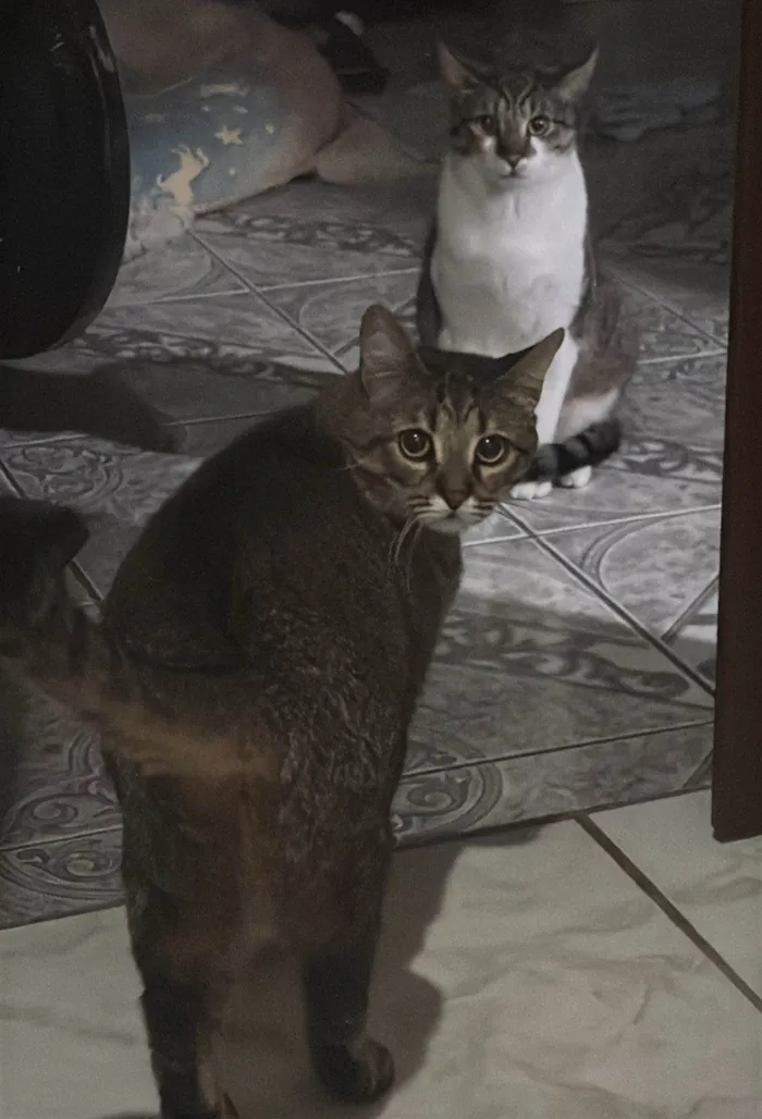 Gato ra a SRD-ViraLata idade 1 ano nome Raja, Raika, Ravi e Rayan 