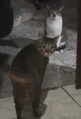 Raja, Raika, Ravi e Rayan