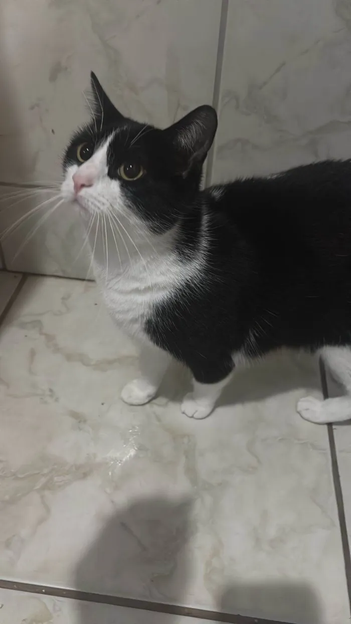 Gato ra a SRD-ViraLata idade 1 ano nome Raja, Raika, Ravi e Rayan 