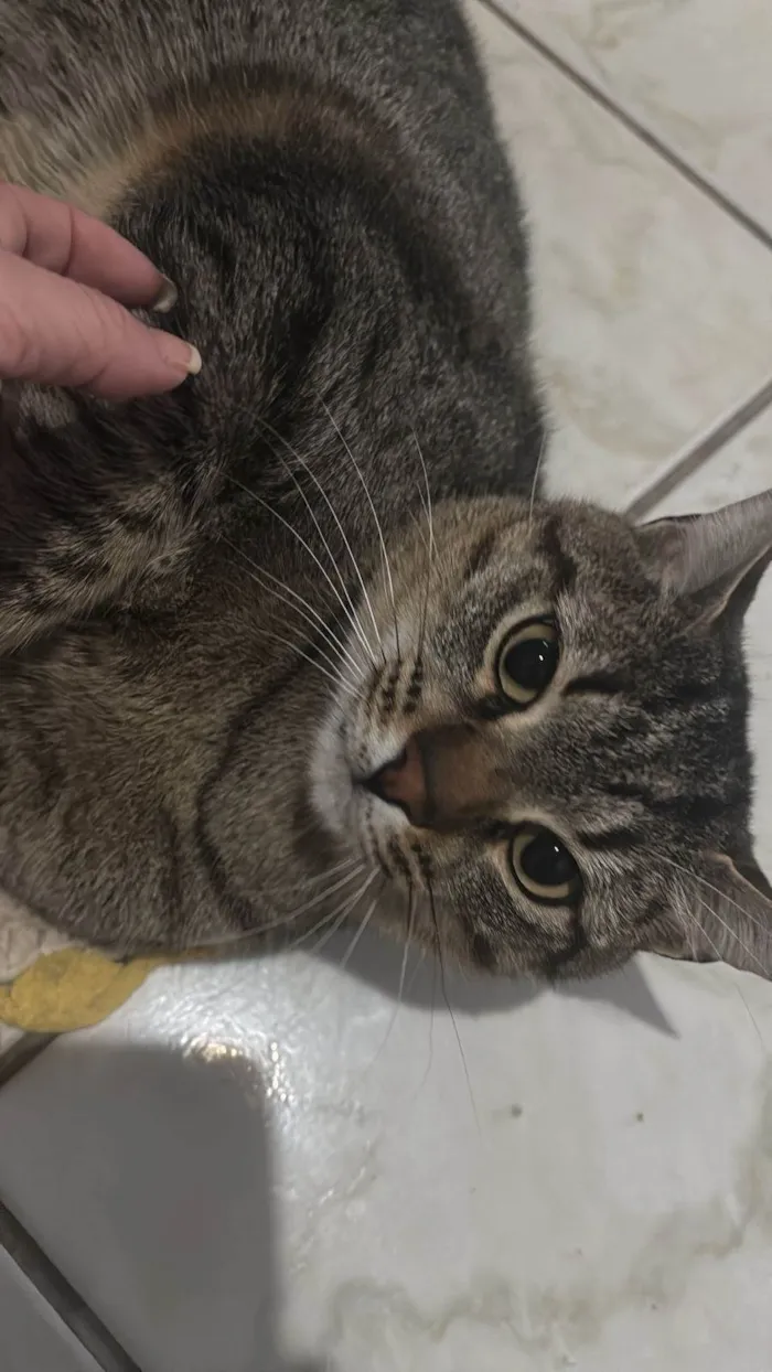Gato ra a SRD-ViraLata idade 1 ano nome Raja, Raika, Ravi e Rayan 