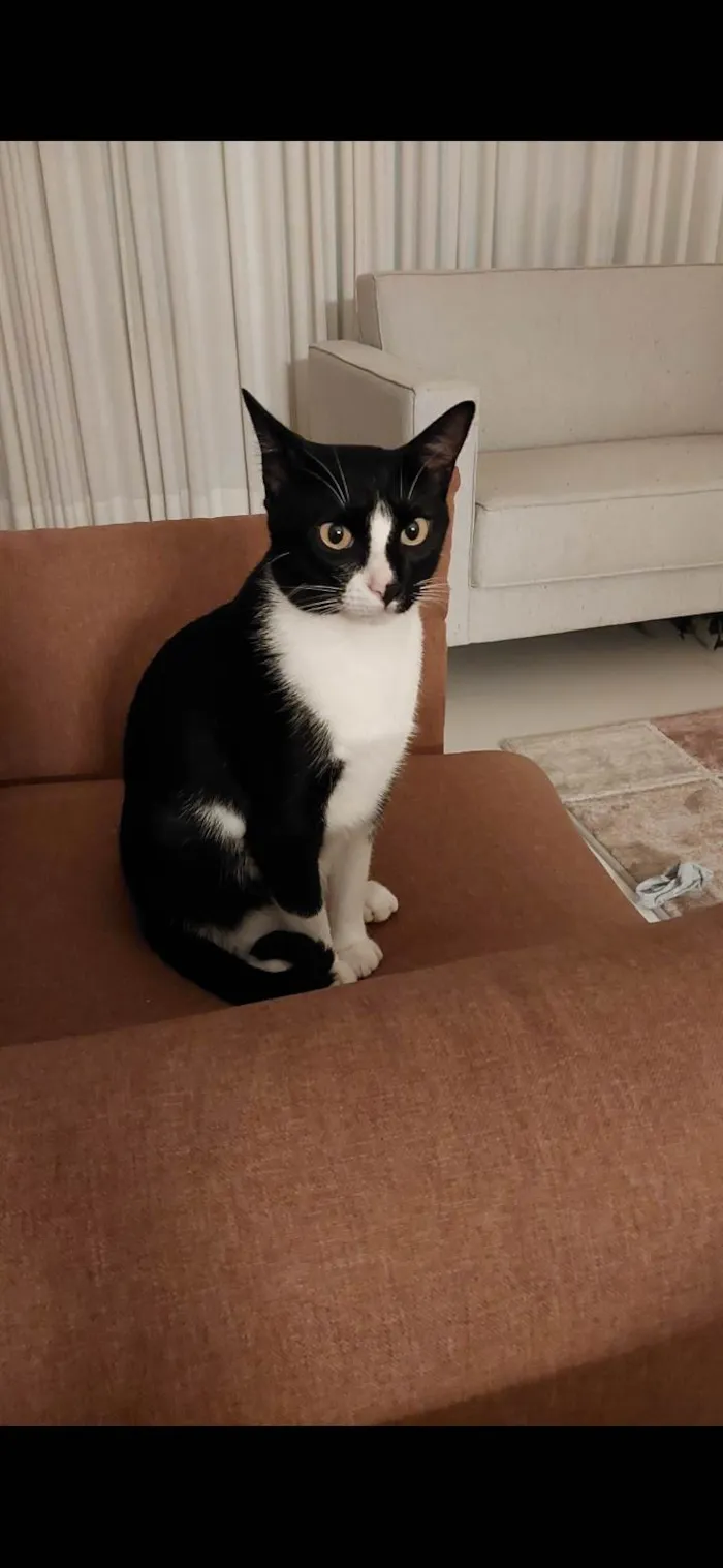 Gato ra a SRD-ViraLata idade 5 anos nome Martim