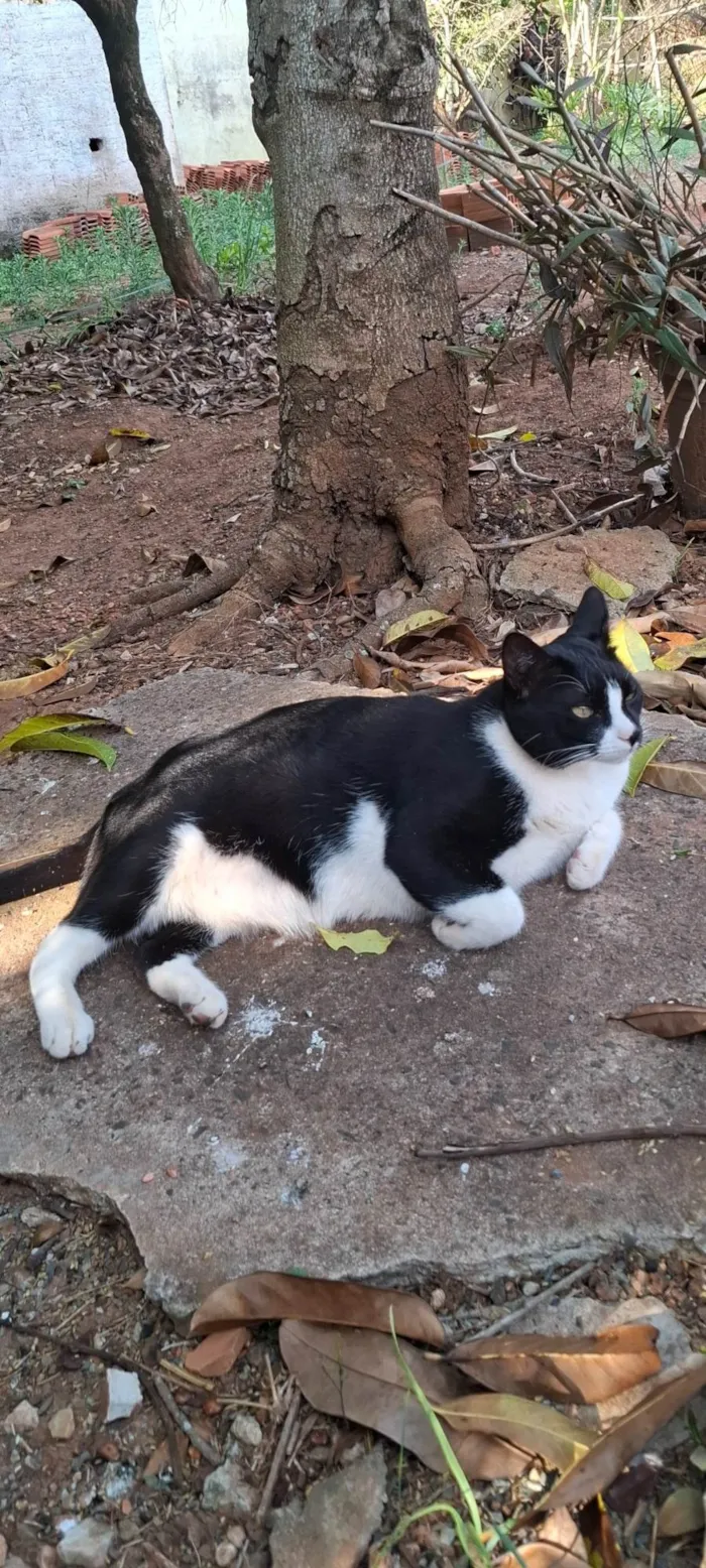 Gato ra a SRD-ViraLata idade 5 anos nome Martim