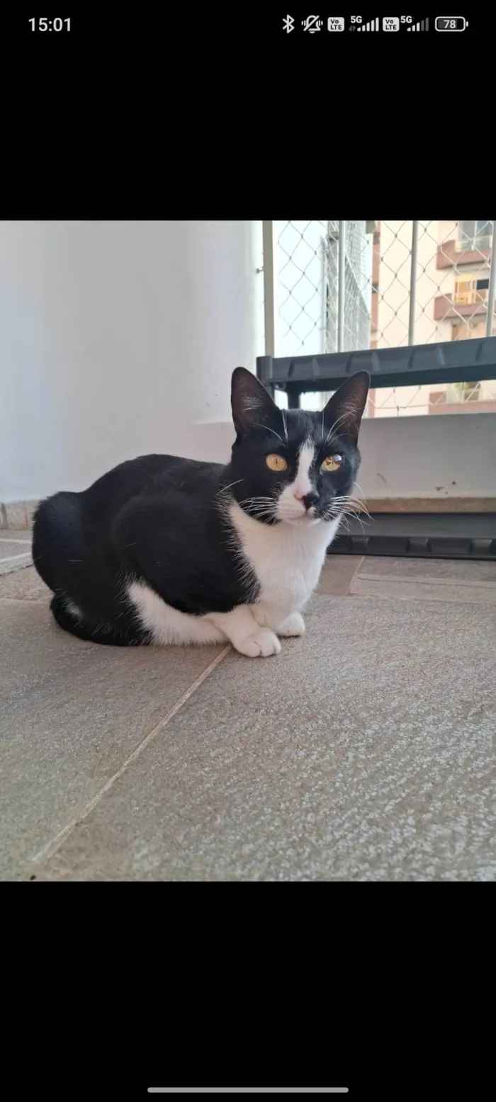 Gato ra a SRD-ViraLata idade 5 anos nome Martim