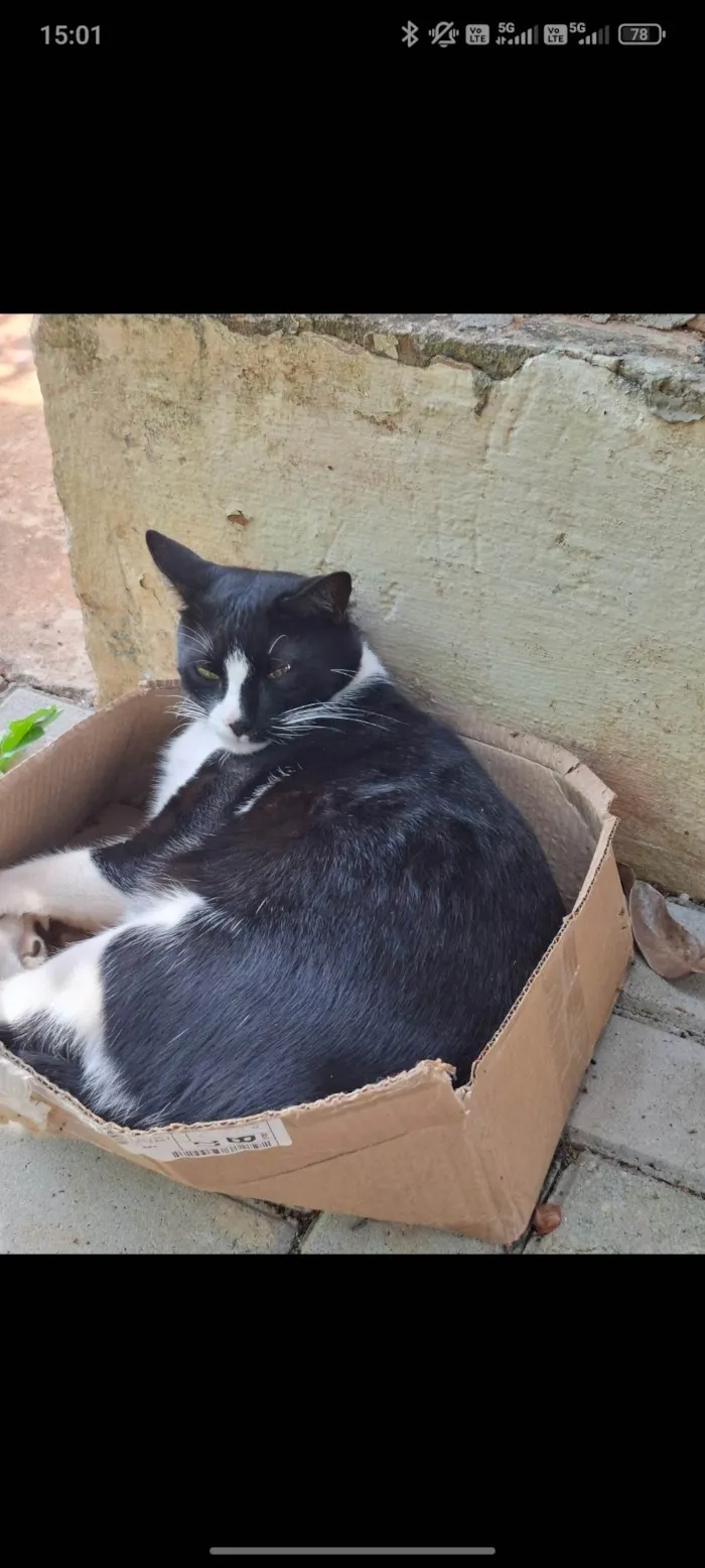 Gato ra a SRD-ViraLata idade 5 anos nome Martim