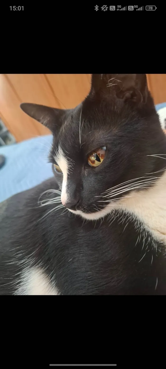 Gato ra a SRD-ViraLata idade 5 anos nome Martim