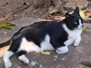 Gato raça SRD-ViraLata idade 5 anos nome Martim