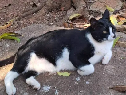 Gato raça SRD-ViraLata idade 5 anos nome Martim