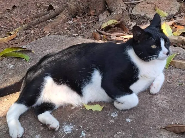 Gato ra a SRD-ViraLata idade 5 anos nome Martim