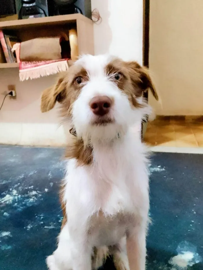 Cachorro ra a SRD-ViraLata idade 2 anos nome Pablo